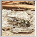 Halictus cf confusus - Furchenbiene w02 7mm.jpg